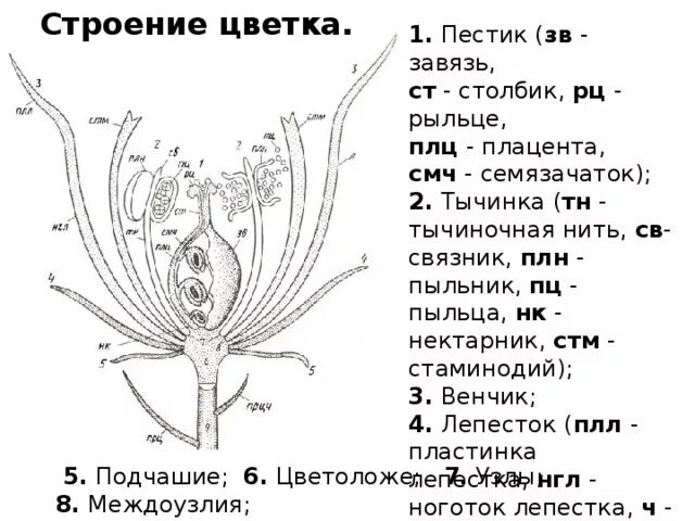 Строение календулы схема. Строение завязи пестика цветка. Завязь пестика схема. Строение цветка календулы схема. Какую функцию в цветке выполняет завязь ответ