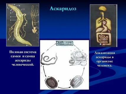 Аскариды в организме человека