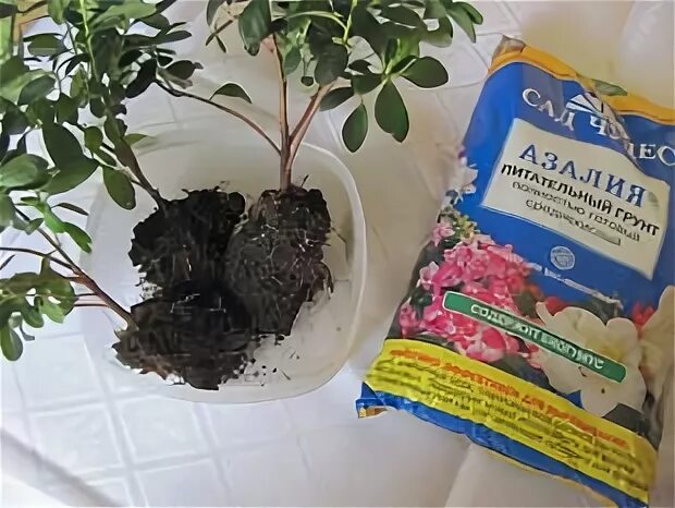 Подстричь азалию. Корень азалии. Пересадка азалии комнатной. Пересадка азалии комнатной. Корень азалии.