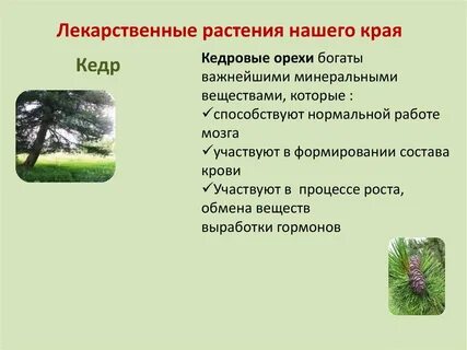Презентация растения нашего края