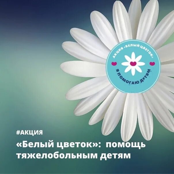 Акция белый цветок. Бел акция. Белый цветок милосердия. Белый цветок милосердия. Белый цветок благотворительная акция.