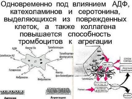 Агрегация тромбоцитов с адф