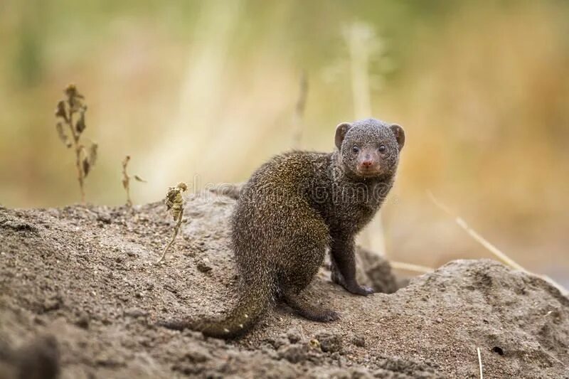 Mongoose schema
