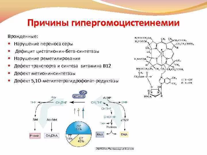 Гомоцистеин схема синтеза. Цистатионин синтетаза. Причины повышения гомоцистеина. Причины повышения гомоцистеина в крови.