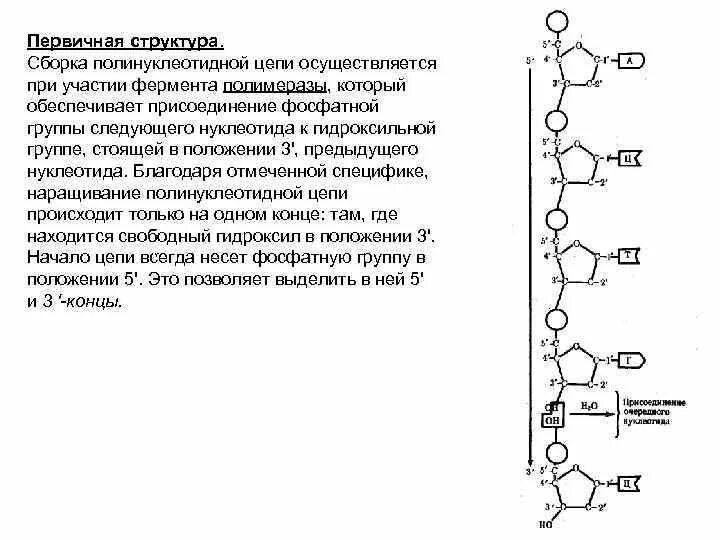 Полинуклеотидная цепь связи. Механизм роста полинуклеотидной цепи.. Основные связи, обеспечивающие формирование полинуклеотидной цепи.. Сборка полинуклеотидной цепи. Связи в полинуклеотидной цепи.