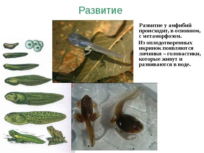 Развитие головастика земноводных. Личинка куколка малек головастик. Головастики Тритона стадии развития. Метаморфозы головастиков. Развитие земноводных личинка головастик.