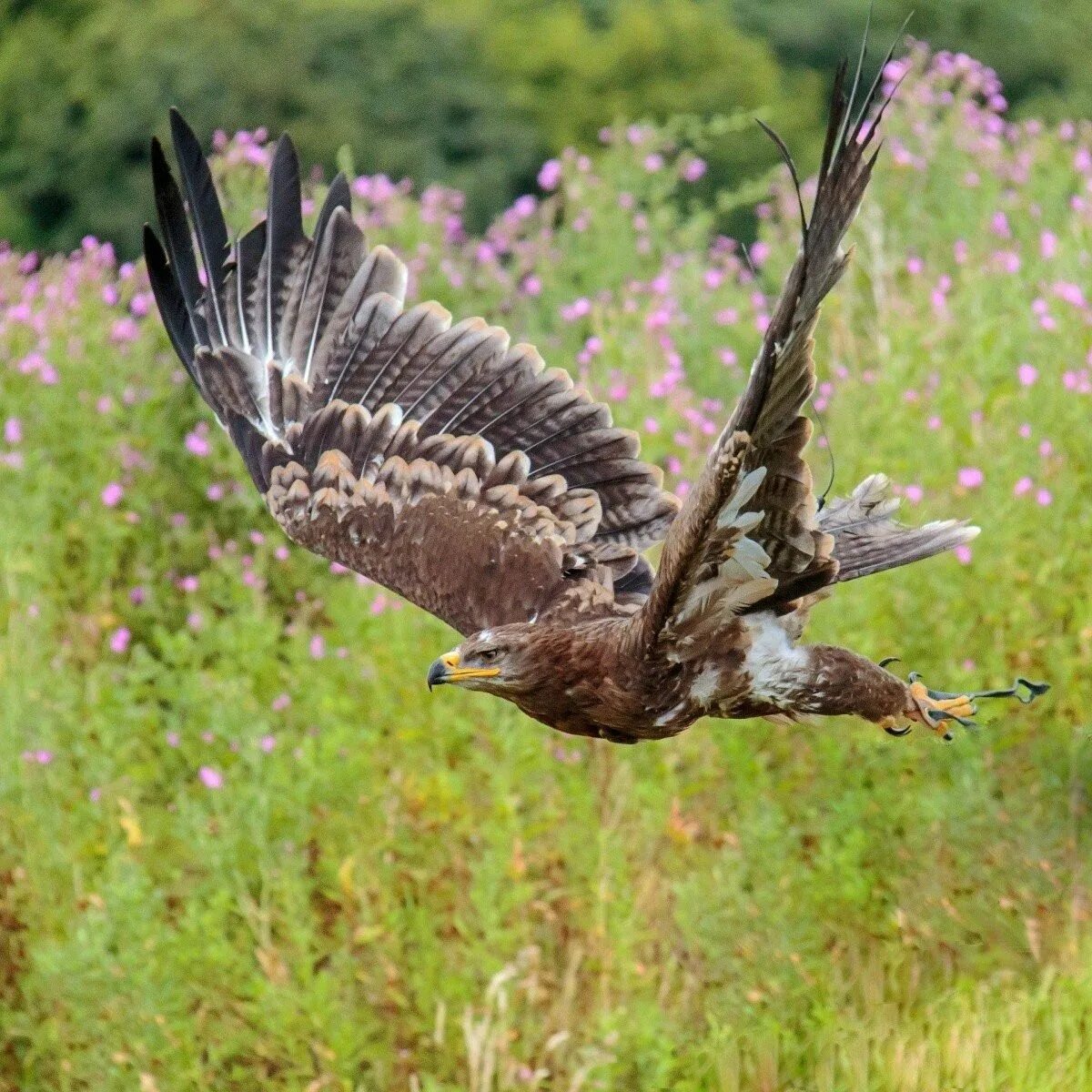 Разбор предложения над широкой степью хищный коршун вьётся. Птицы орёл коршун беркут сокол. Предложение над широкой степью хищный коршун вьется. Весенняя зеленая травка в предложном падеже. Предложение над широкой степью хищный коршун вьется.