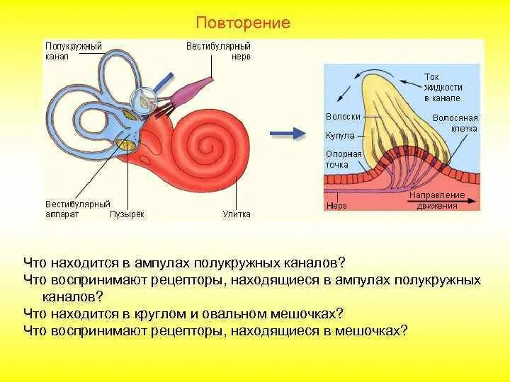 Рецепторы уха расположены. Строение внутреннего уха отолитовый аппарат. вестибулярный аппарат внутреннего уха строение функции. рецепторы расположены в полукружных каналах внутреннего уха. рецепторы вестибулярного аппарата.