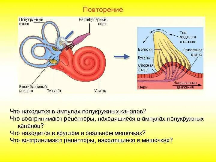 Какое значение имеет вестибулярный аппарат. Строение внутреннего уха отолитовый аппарат. Строение рецепторного аппарата внутреннего уха. Отолитовый аппарат и полукружные каналы. Вестибулярный аппарат внутреннего уха строение функции.