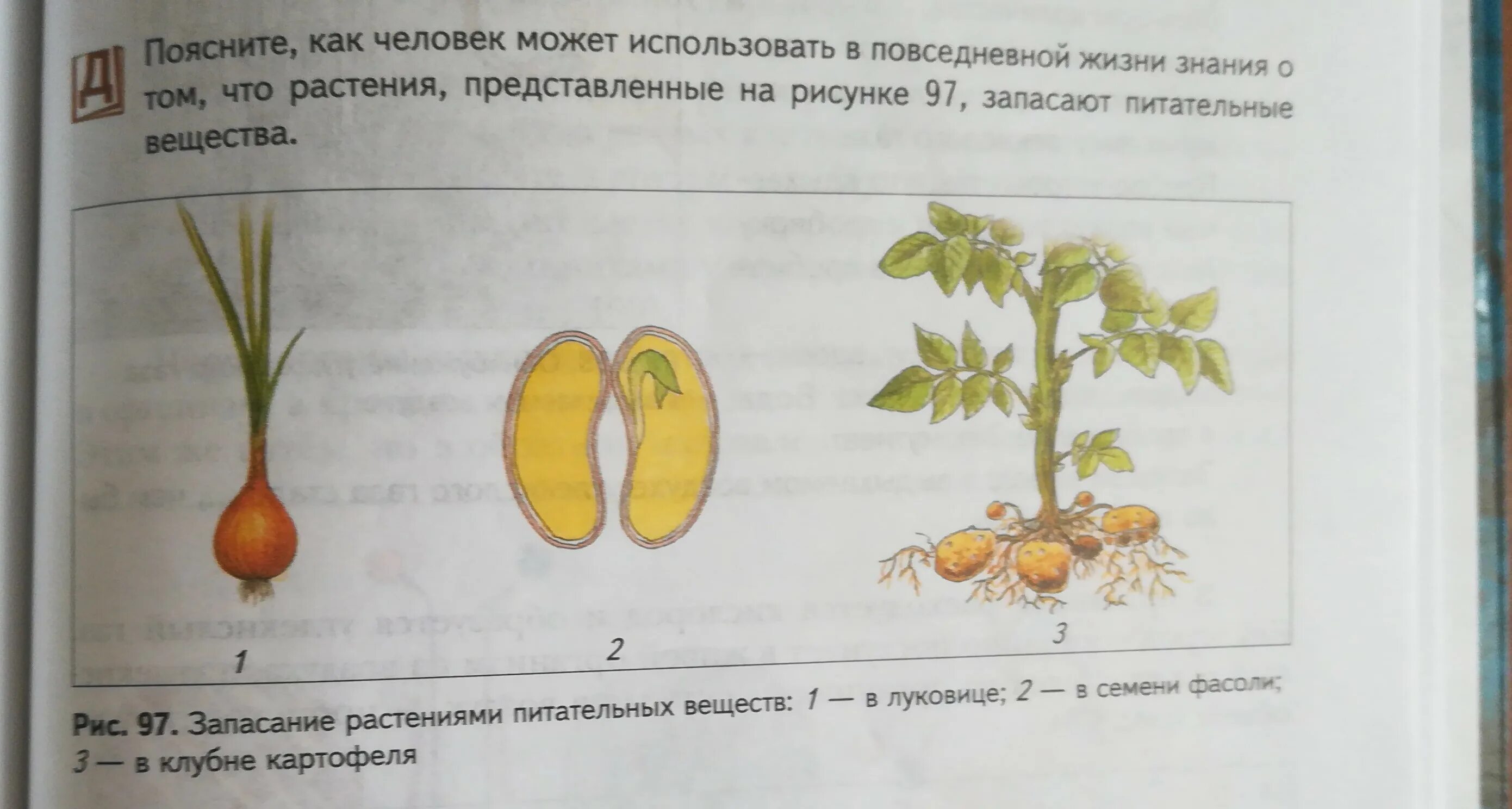 П 17 биология 5 класс. 5 Класс биология 27. Творческое занятие для 8 класса биология. Биология 5 класс учебник рисунок 80. Жалбрактар 6- класс биология.