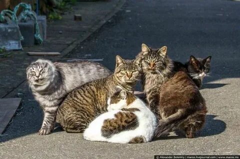 Кошки здесь