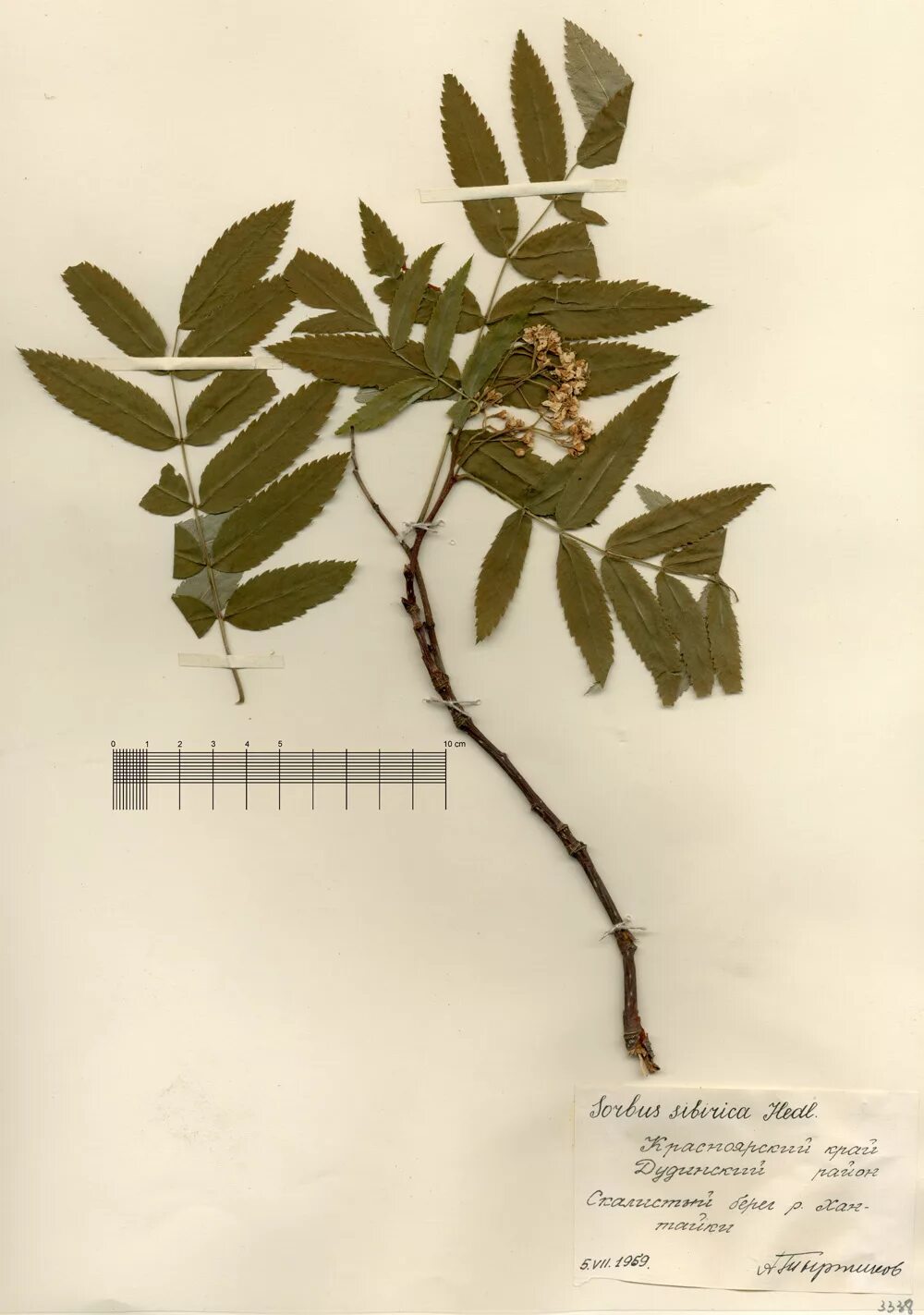 рябина гербарий