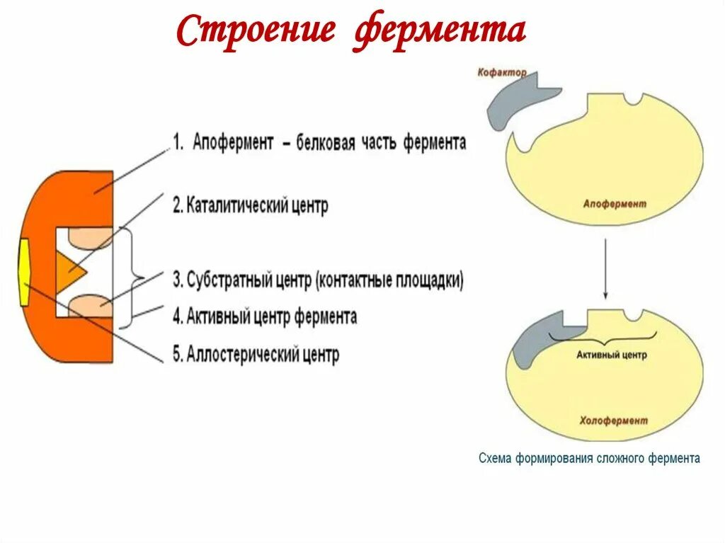 Ферменты формируются