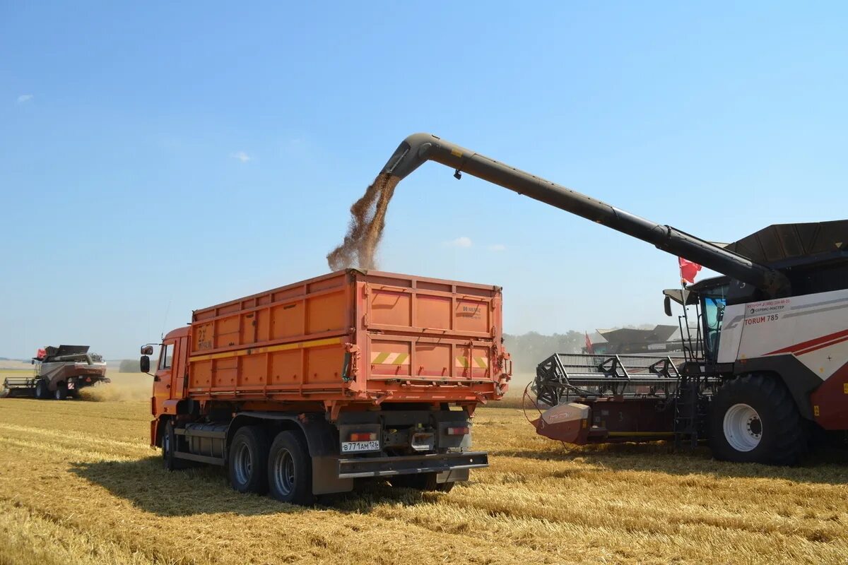 Передвижная сбор зерна. Когда начинается уборка зерновых. Уборка зерновых. Когда начинается уборка зерновых. Когда начинается уборка зерновых.