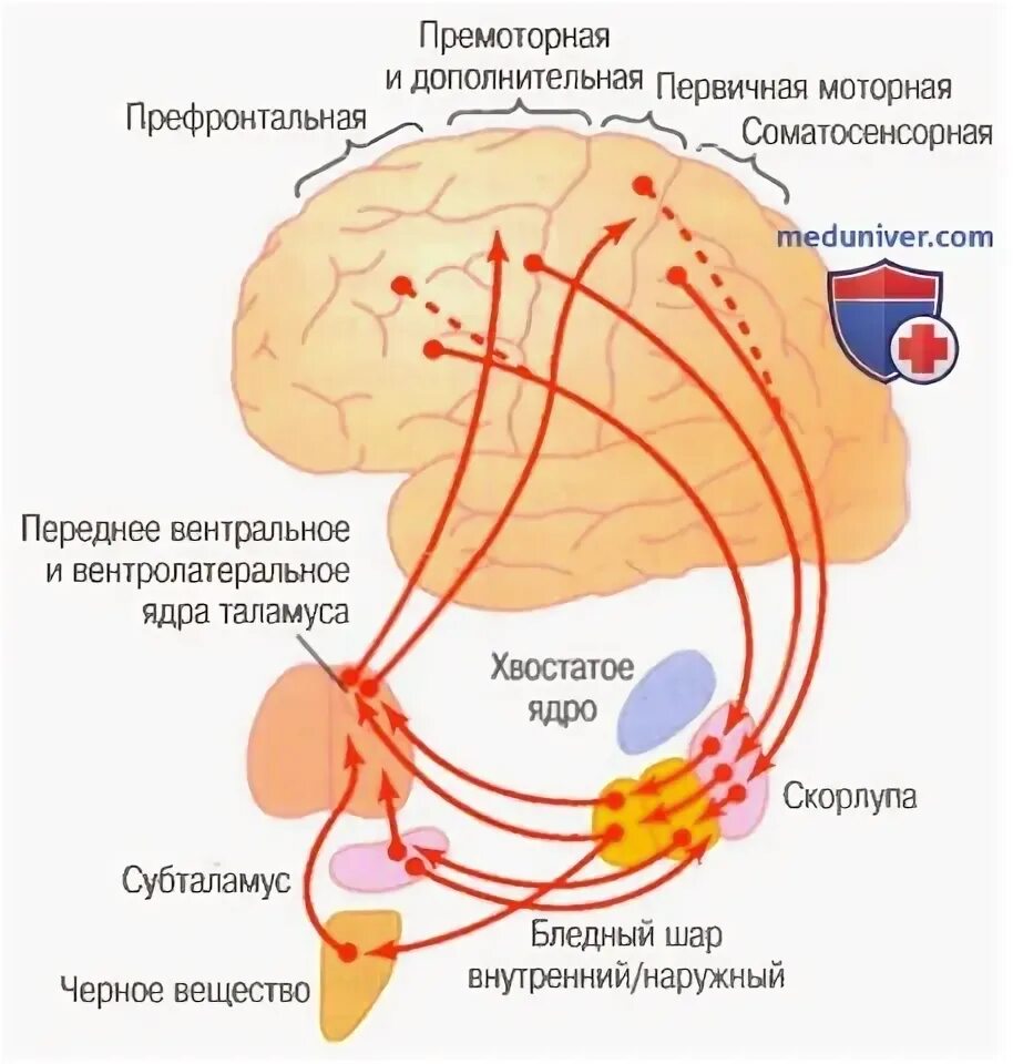 Роль базальных ядер в регуляции движения. Роль базальных ядер в регуляции движения