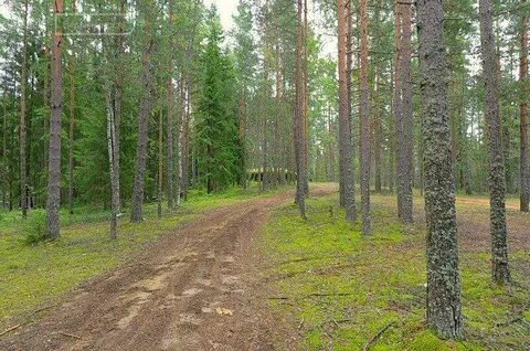 Скотное ленинградская область