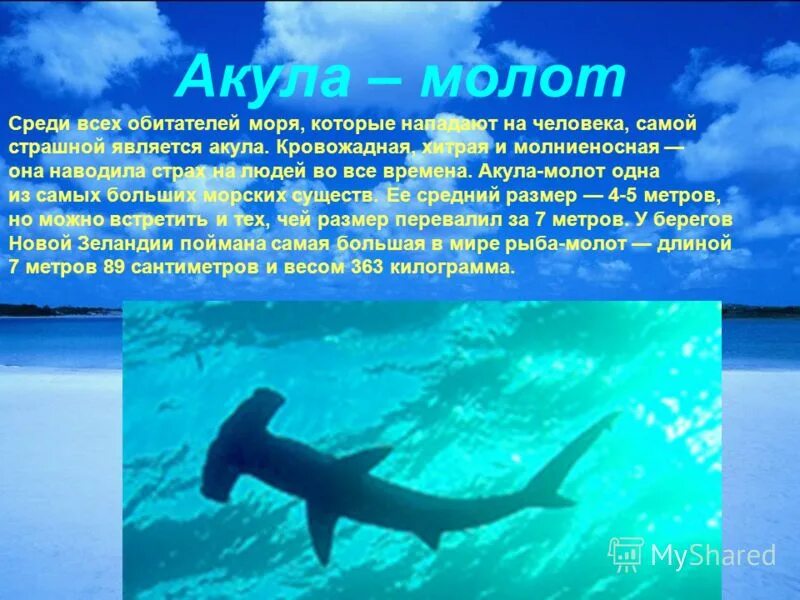 Сообщение об обитателях океана. Акула молот. Акула молот презентация. Рассказ о акуле молот. Акула молот информация для детей.