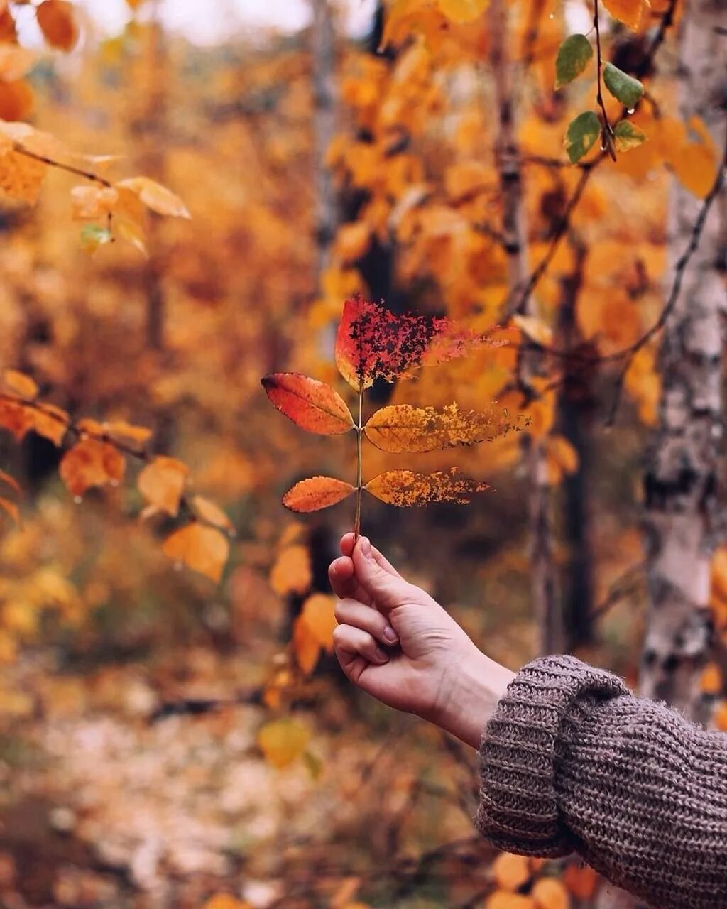 Осенний замечать. Осень. Лист в руке осень. Осенние листья в руках. Осенние фотографии.