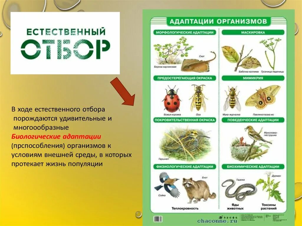 Естественный отбор это в биологии. Виды адаптации организмов. Виды адаптации организмов 9 класс. Адаптация как результат естественного отбора примеры.