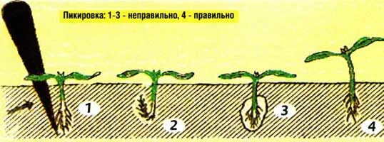Пикирование животных. Пикирование. пикирование кроны. после пикировки капусты вид корневой системы.