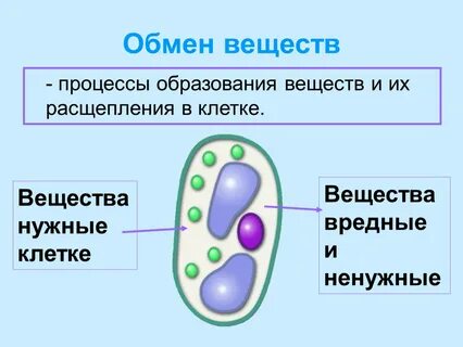 Процессы жизни клетки 6 класс
