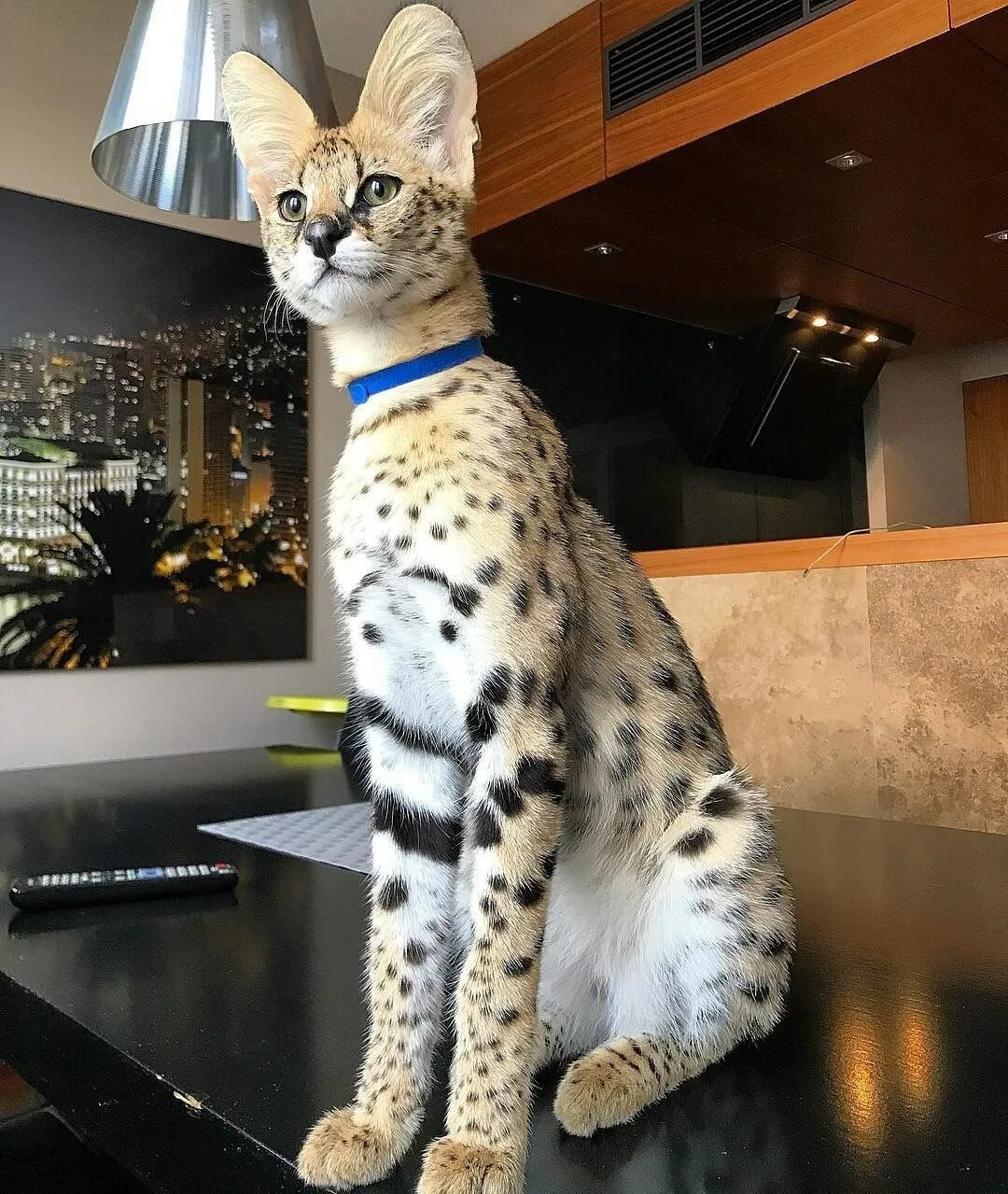 F 1 кот