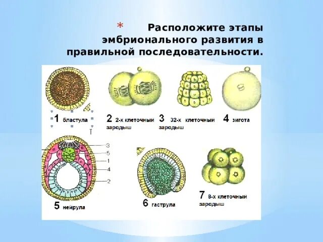 Эмбриональное развитие таблица по биологии. Этапы эмбрионального развития биология 10 класс. Эмбриональное развитие таблица по биологии 10 класс. Эмбриональное развитие организма таблица.