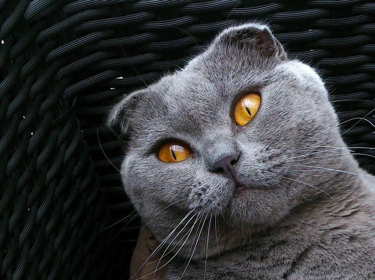 Шотландская вислоухая кошка. Шотландская вислоухая кошка серая. Шотланская Веселуха кошка. Скоттиш фолд британец вислоухий
