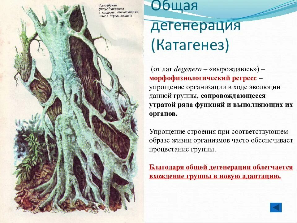 Упрощение строения