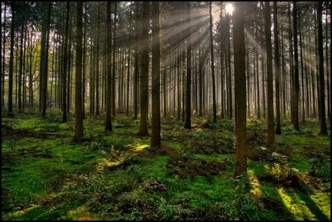 Лес основа жизни