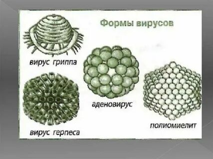 История вирусов биология
