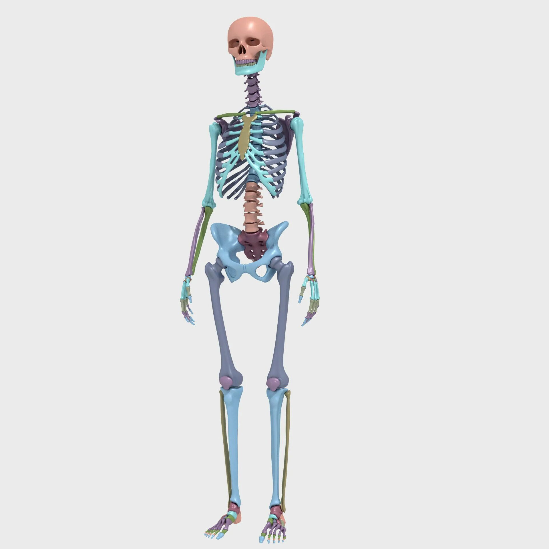 Скелет человека стоит. Скелет человека в полный рост. скелет человека 3d. искусственный скелет человека. модель скелета в полный рост.