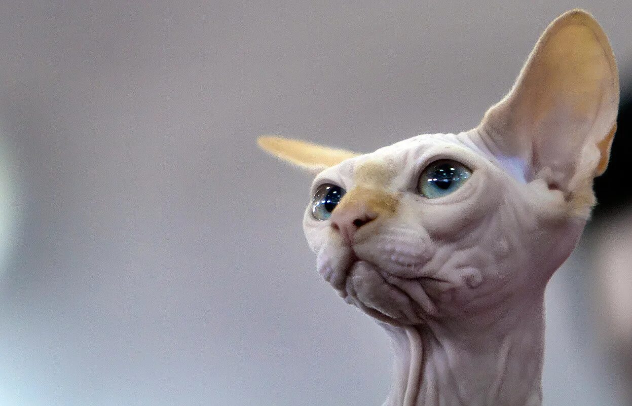 Смешные лысые коты