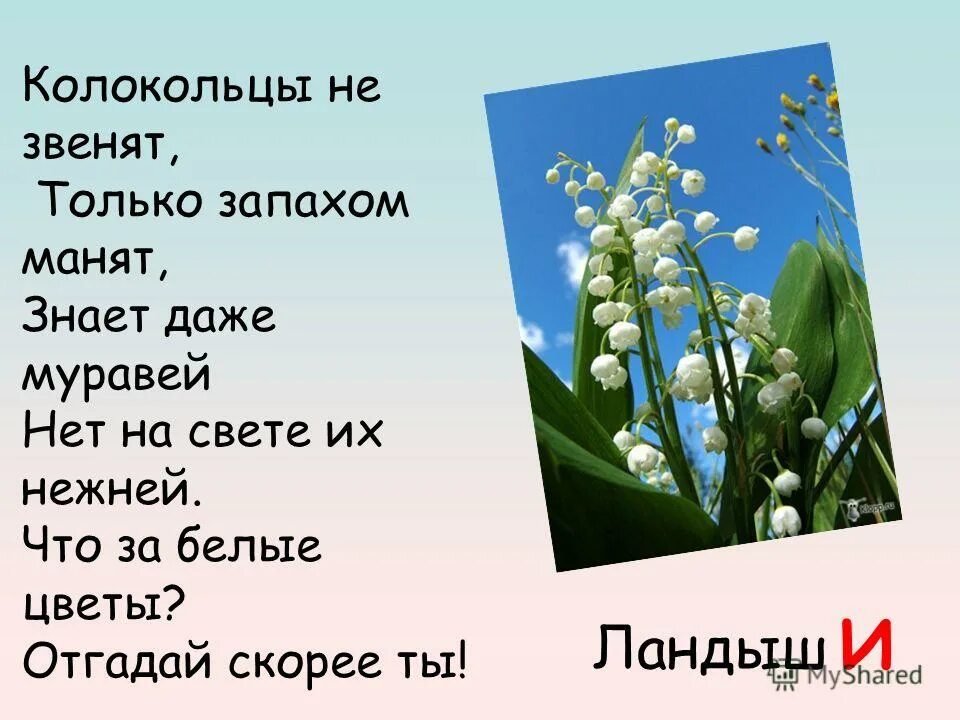 Занимательные задания на жи ши. Алыми цветами расцвел жи ши. Алыми цветами расцвел жи ши. Алыми цветами расцвел жи ши. Слова подходящие к лесу.