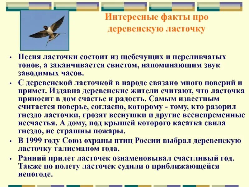 Текст про ласточку. Интересные факты о Ласточках. Деревенская Ласточка описание. Интересные факты о Ласточках для детей. Информация о деревенской Ласточке.