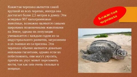 Международная красная книга животных черепаха