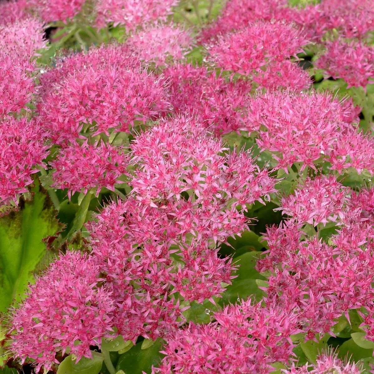 Очиток Sedum spectabile. Очиток Видный (Sedum spectabile `hot stuff`). Очиток хот стафф. Седум хот стафф.