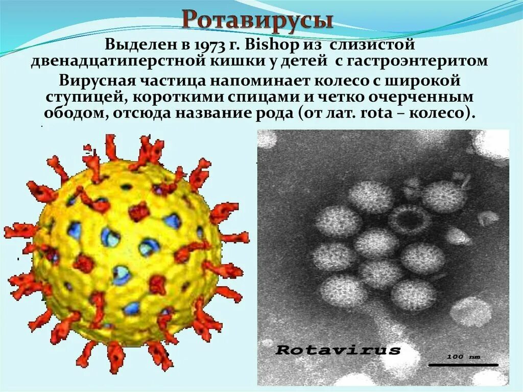 Чем отличается ротавирус. Ротавирус возбудитель заболевания. ротавирусная инфекция у детей возбудитель. ротавирус микробиология. ротавирусный гастроэнтерит возбудитель.