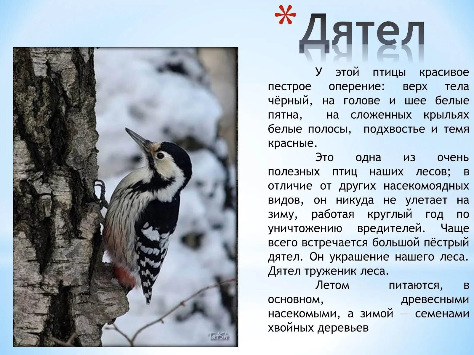 Информация про птиц. Описание птиц. доклад про птиц. рассказ о зимующих птицах. зимующие птицы с описанием.