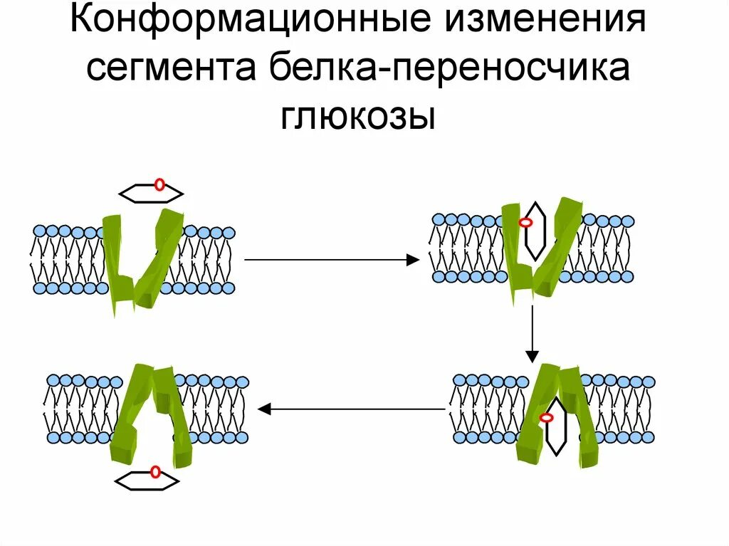 Конформационные изменения белков. Белки каналы и белки переносчики. Белки переносчики. Белки переносчики в мембране. Трансферрин белок плазмы.
