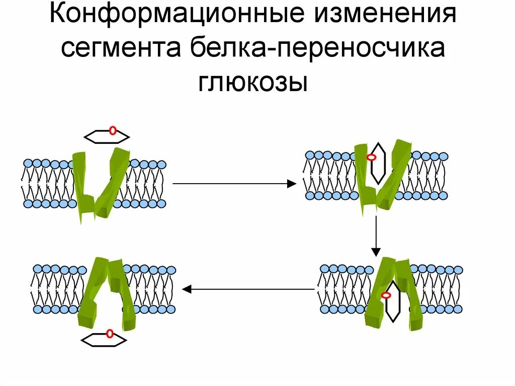 Изменение конформации. Конформационные изменения белков. Белок переносчик. Конформационные изменения. Белки переносчики в мембране.