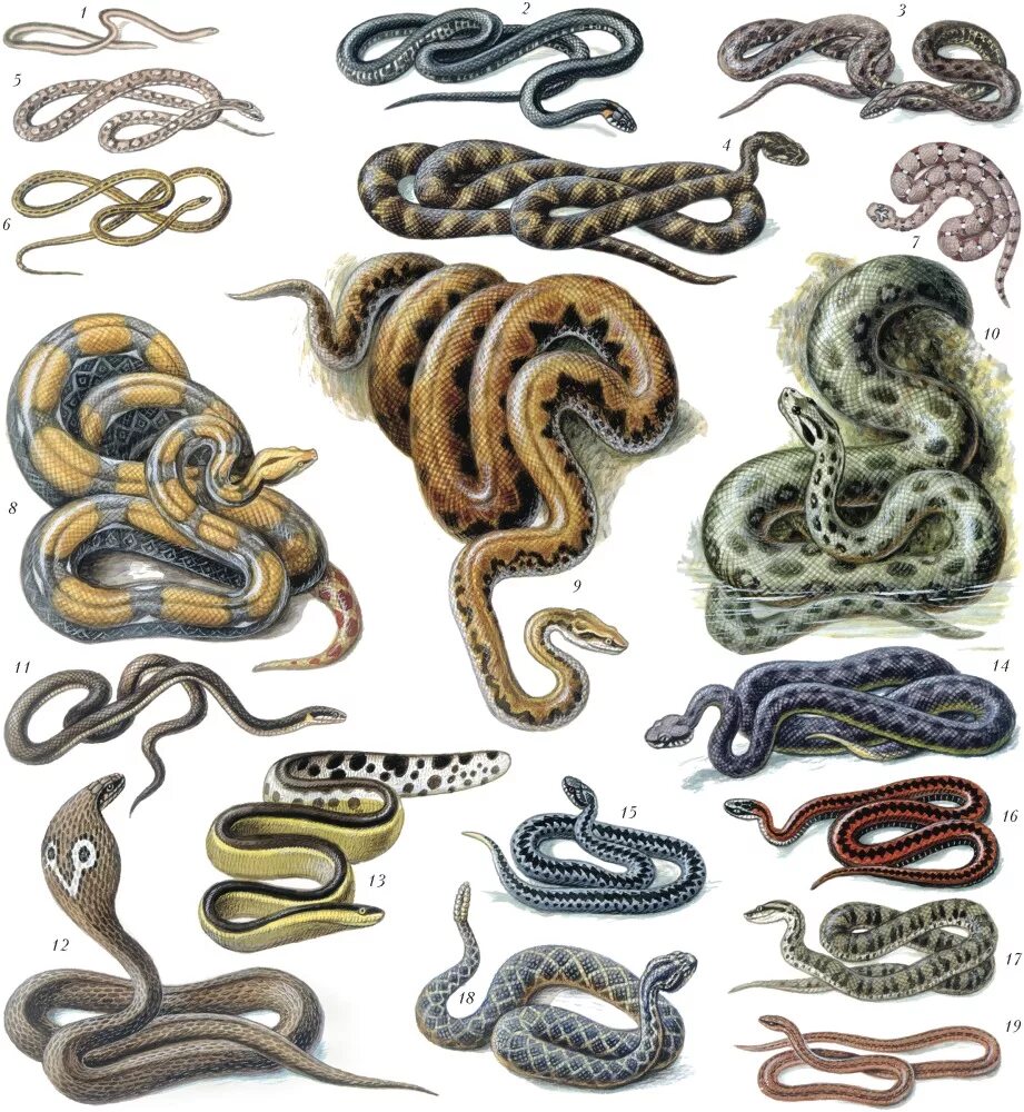Где змеи как называются. Разновидности змей. Змеи названия. Змеи разнообразие. Видовые названия змей.