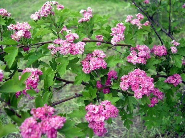 боярышник однопестичный rosea plena. боярышник плена. Crataegus oxyacantha. боярышник плена. боярышник плена.