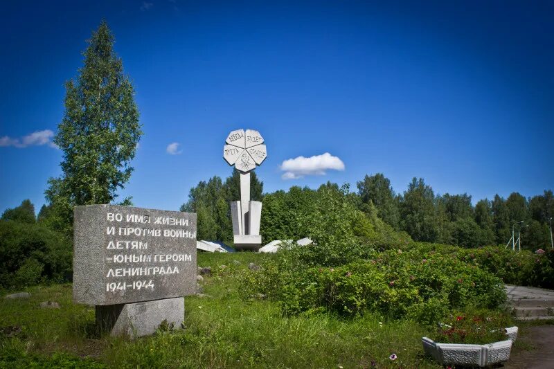 березовая роща 900 берез. березовая роща мемориал блокада ленинграда. березовая роща всеволожск. березовая роща блокада ленинграда. цветок жизни мемориал памятники ленинградской области.
