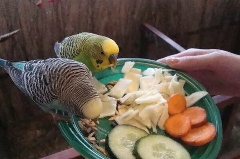 Рацион питания волнистых попугаев. Волнистый попугай. Еда для попугаев волнистых. Волнистики едят фрукты овощи. Можно ли салат попугаем