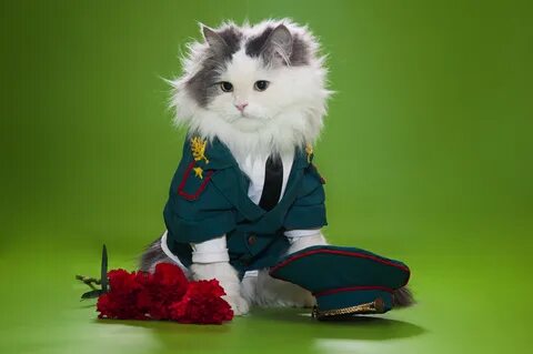 С днем защитника отечества котик