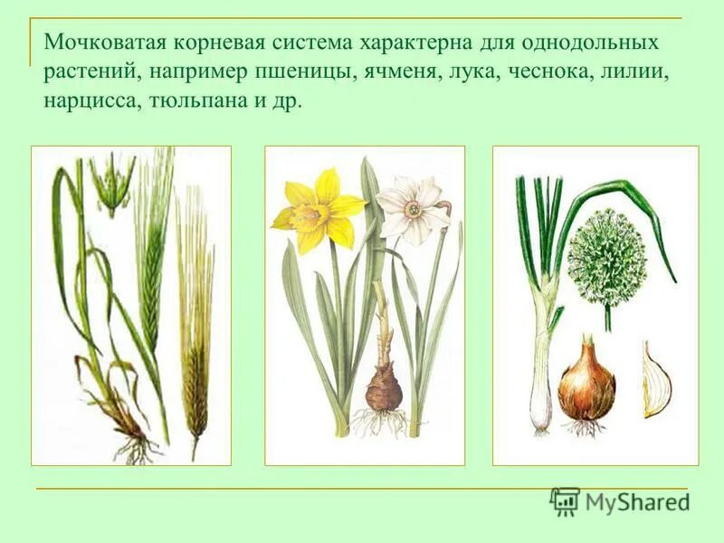 Какие растения стержневые - MosRosa.ru