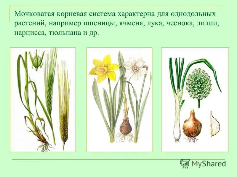 Корневая система характерная для однодольных растений