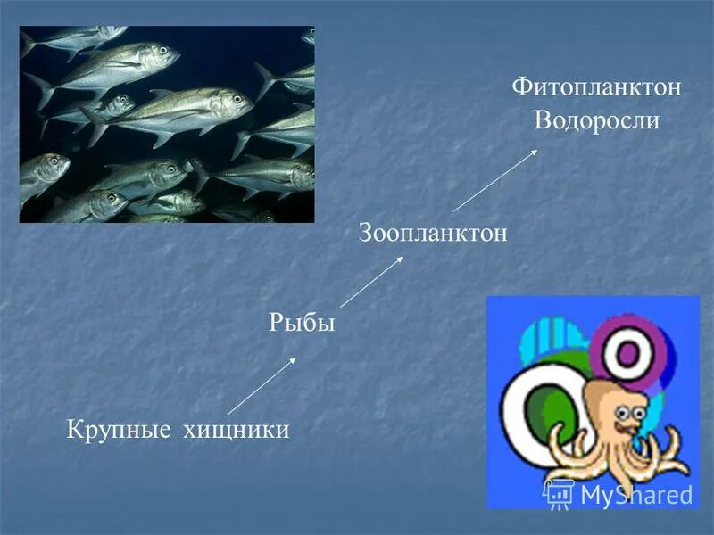 Фитопланктон цепь питания. Фитопланктон цепь. Фитопланктон пищевая цепь. Пищевая цепь зоопланктона. Фитопланктон зоопланктон пищевая хищная рыба.