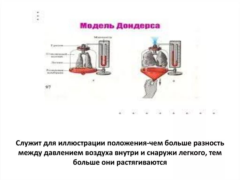 Модель которую впервые предложил голландский физиолог дондерс. Механизм вентиляции лёгких модель Дондерса.. Схема Дондерса. Модель Дондерса механизм вдоха и выдоха. Схему с опытом Дондерса.